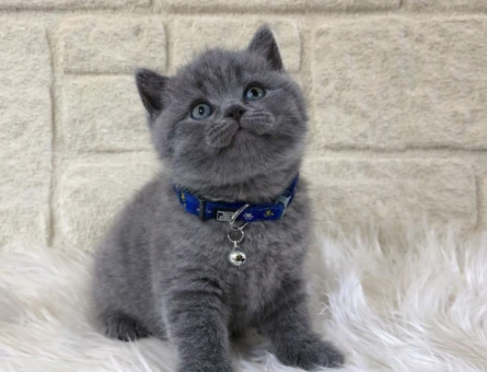 British Shorthair Gri Erkek topaç Kafa