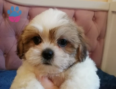 TAMAMEN EVCİL SHİTTZU YAVRU SAHİPLENDİRME