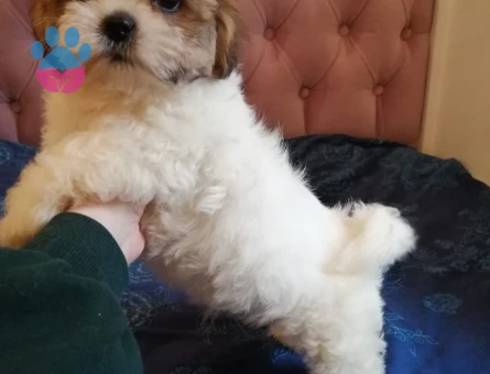 TAMAMEN EVCİL SHİTTZU YAVRU SAHİPLENDİRME