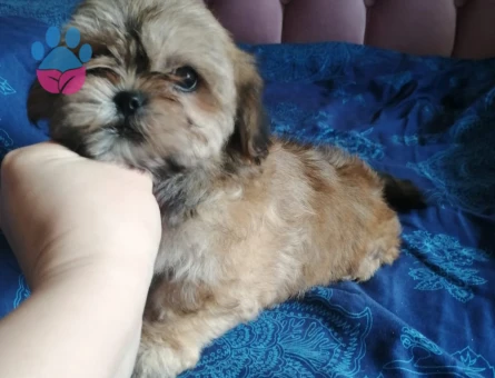 TAMAMEN EVCİL SHİTTZU YAVRU SAHİPLENDİRME