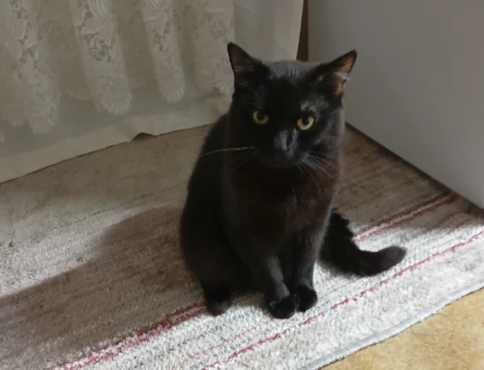 Scottish Fold Acil Yuva sokakta yaşayamaz