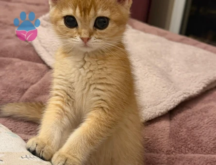 Safkan Golden British Shorthair