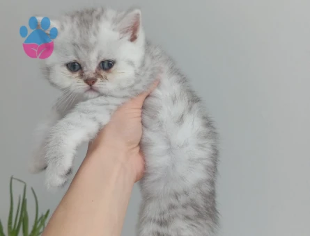 British Shorthair Pamuk gibi yavrular