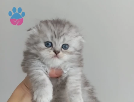 British Shorthair Pamuk gibi yavrular
