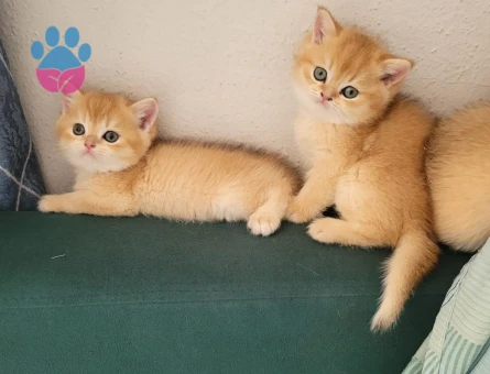 British golden ny 12 ve black golden
