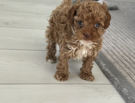 3 aylık dişi toy poodle - 4663