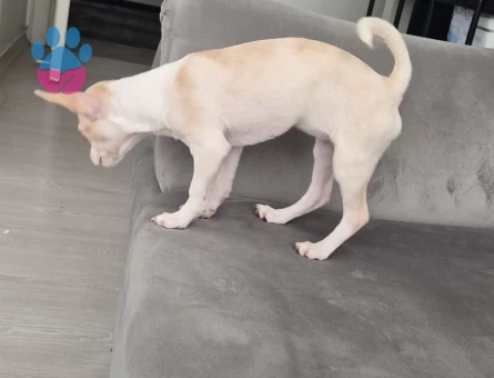3 buçuk aylık chihuahua dostumuza yuva arıyoruz