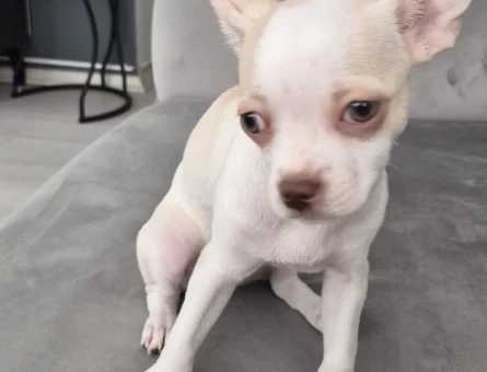 3 buçuk aylık chihuahua dostumuza yuva arıyoruz - 4666