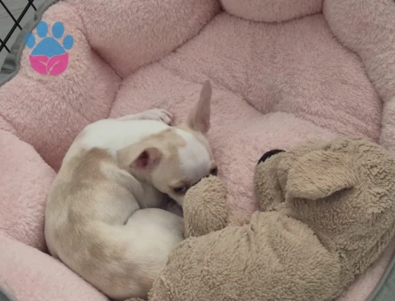 3 buçuk aylık chihuahua dostumuza yuva arıyoruz