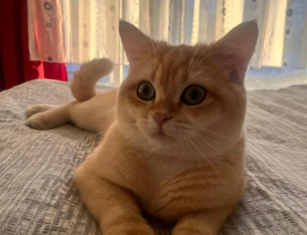 British Shorthair GOLD
