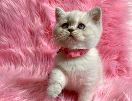 British Shorthair Golden Point Dişi 2 Aylık