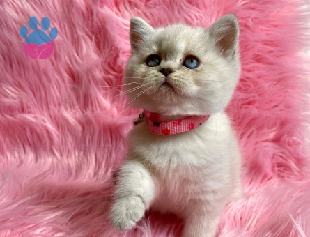 British Shorthair Golden Point Dişi 2 Aylık