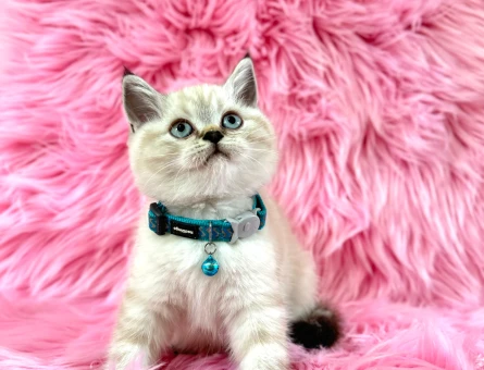 British Shorthair 2 Aylık Erkek Point Yavrumuz