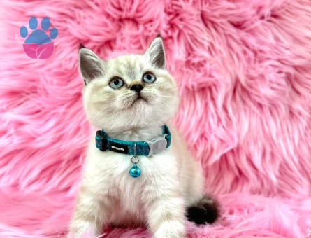 British Shorthair 2 Aylık Erkek Point Yavrumuz