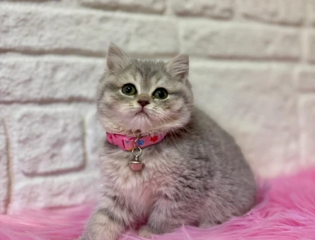 British Shorthair Tabby Dişi 2 Aylık