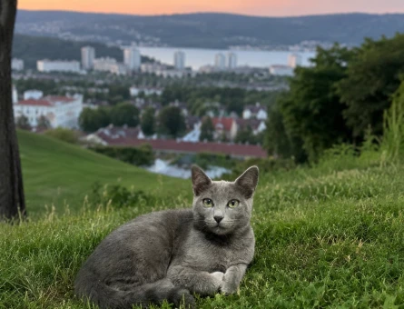 5 Aylık Russian Blue Yavrumuz - 5284