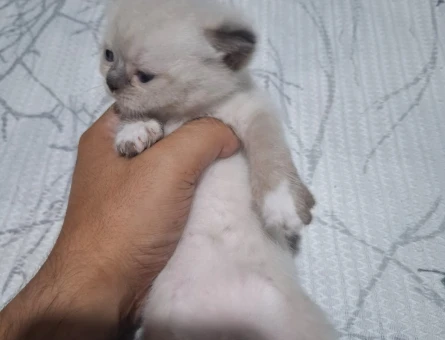 British Shorthair Yavruları mı sahiplendiriyorum - 5285
