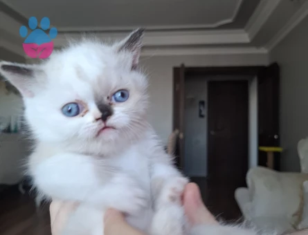 British Shorthair Yavruları mı sahiplendiriyorum