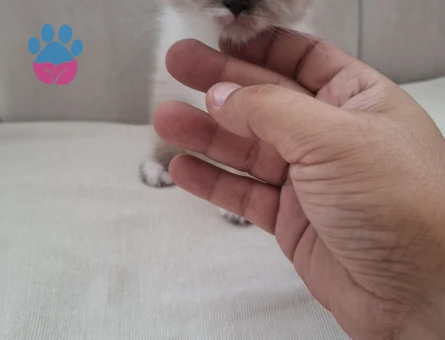 British Shorthair Yavruları mı sahiplendiriyorum