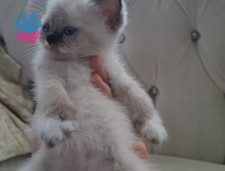 British Shorthair Yavruları mı sahiplendiriyorum