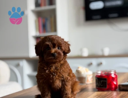 🐶 Satılık Toy Poodle Yavrusu – 2,5 Aylık Brown 🐶 - 5286