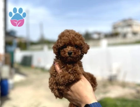 🐶 Satılık Toy Poodle Yavrusu – 2,5 Aylık Brown 🐶
