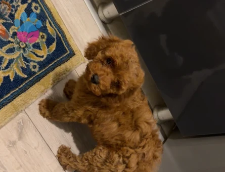 2 aylık Toy poddle