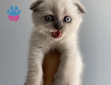 2 Aylık Scottish Fold Yavrularımız