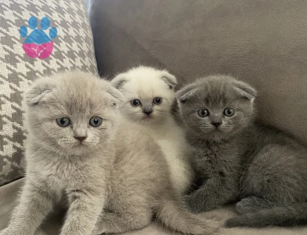 2 Aylık Scottish Fold Yavrularımız