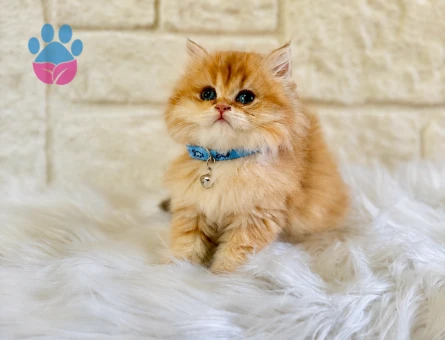 British Longhair Erkek Golden Nadir Renk - 5291