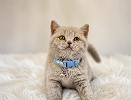 Lilac British Shorthair Erkek Yavrumuz - 5292
