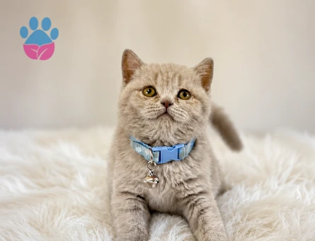 Lilac British Shorthair Erkek Yavrumuz