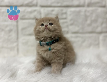 British Longhair Ay12 Erkek Pamuk Oğlumuz - 5293