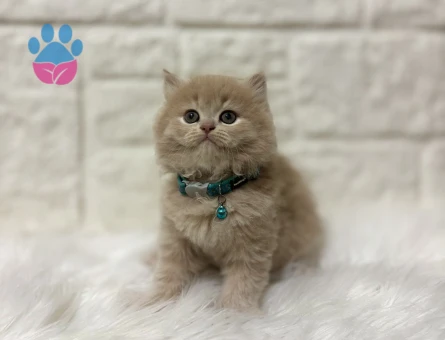 British Longhair Ay12 Erkek Pamuk Oğlumuz