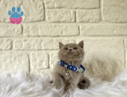 British Shorthair Az Bulunan Lilac Renk Yavrumuz - 5295
