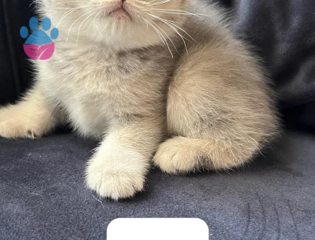 British Shorthair Erkek Yavrularımız
