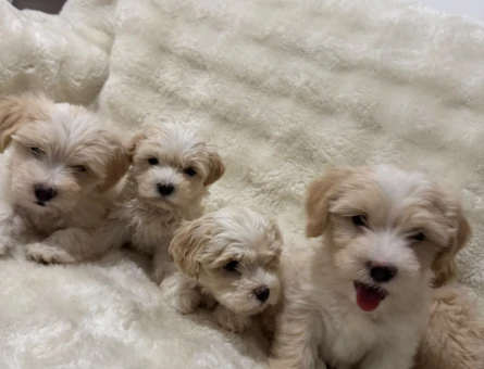Maltipoo Bebekler - 5300