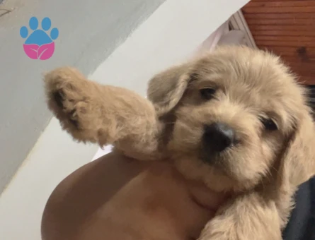 Maltipoo 3 Aylık Yuva Arıyor - 5303