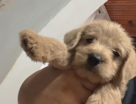 Maltipoo 3 Aylık Yuva Arıyor - 5303