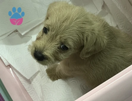 Maltipoo 3 Aylık Yuva Arıyor