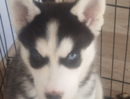 Husky Dişi 3 Aylık Yuva Arıyor - 5305