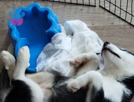 Husky Dişi 3 Aylık Yuva Arıyor