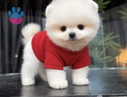 Pomerinian Boo 2 Aylık Dişi ve Erkek Yavrular - 5306