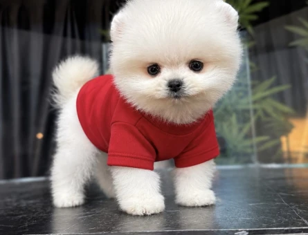 Pomerinian Boo 2 Aylık Dişi ve Erkek Yavrular - 5306