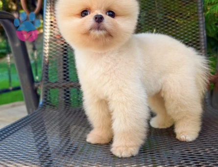 Pomerinian Boo 2 Aylık Dişi ve Erkek Yavrular