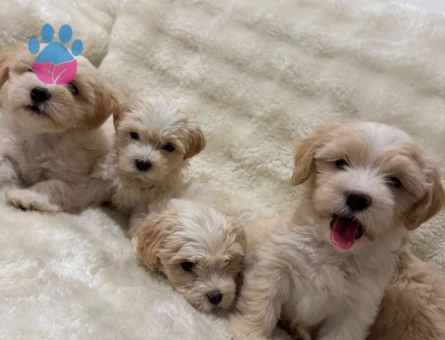 Maltipoo 2 Aylık Sevimli Yavrular - 5307