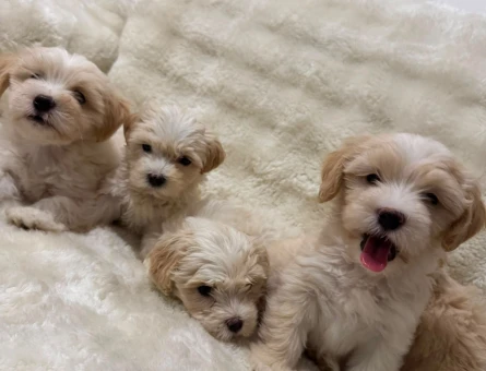 Maltipoo 2 Aylık Sevimli Yavrular - 5307