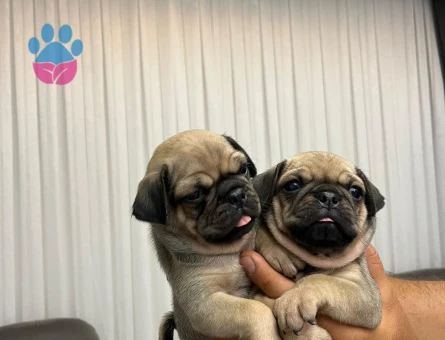 2 Aylık Rıfkı Pug Yuva Arıyor - 5310