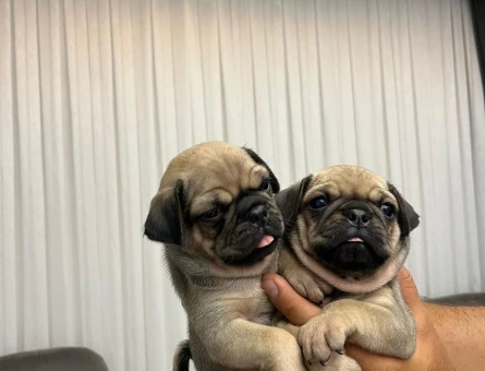 2 Aylık Rıfkı Pug Yuva Arıyor - 5310