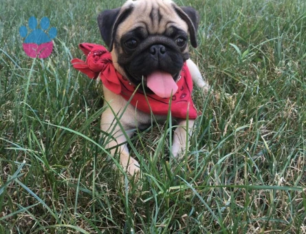 2 Aylık Rıfkı Pug Yuva Arıyor